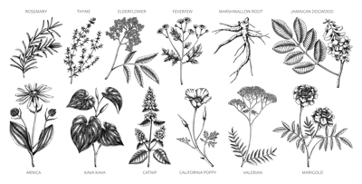 Apothecary plants collection. Medicinal herbs and healing plants sketches. Herbal remedies,natural medicine hand-drawn vector illustration. NOT AI genereted